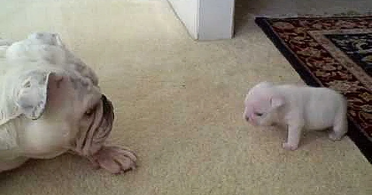 A bulldog lies on a carpet, facing a small white kitten, both appearing curious and calm.