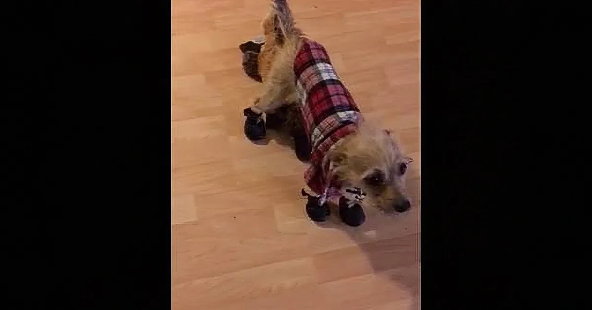Darling Pup Gets New Shoes... and New Outlook!