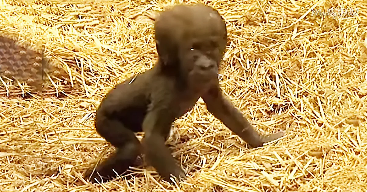 Precious Baby Gorilla Takes First Ever Step. Mama Gorilla Is so Proud!