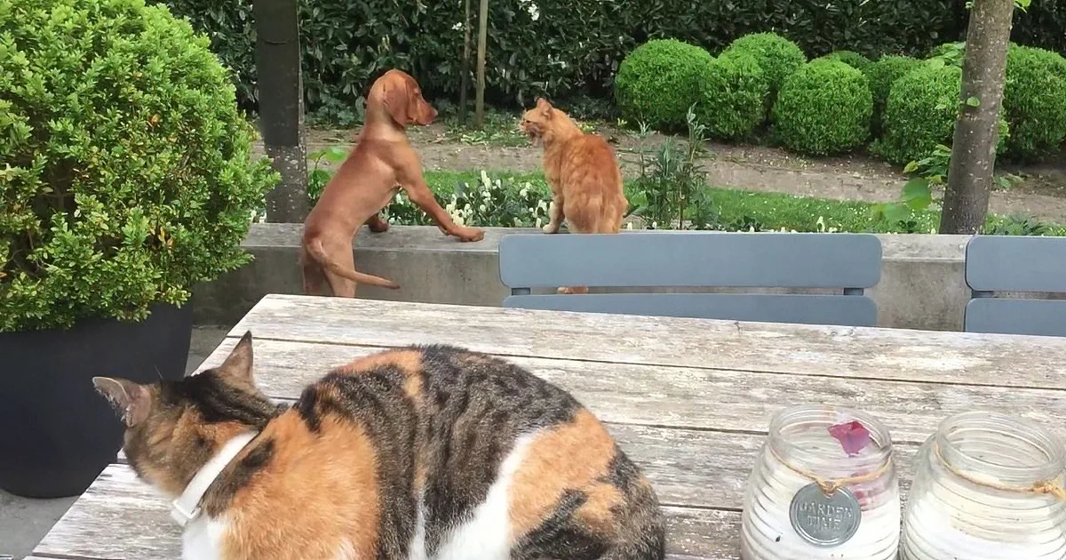 A calico cat lounges on a wooden table, while a dog and another cat observe from a garden wall.