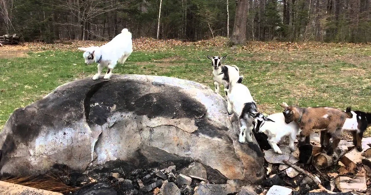 Goats are climbing and playing on a large rock in a grassy area with trees in the background.