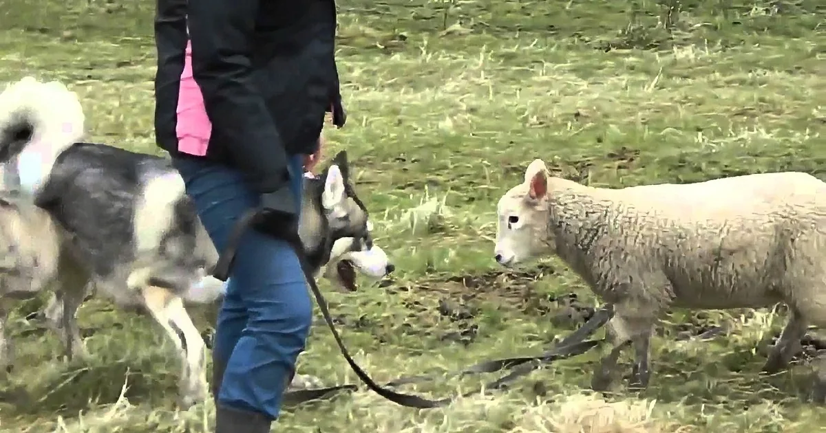 Precious Husky Enjoys Play Time With an Unlikely Friend. Little Lamb Makes Darling Friend.