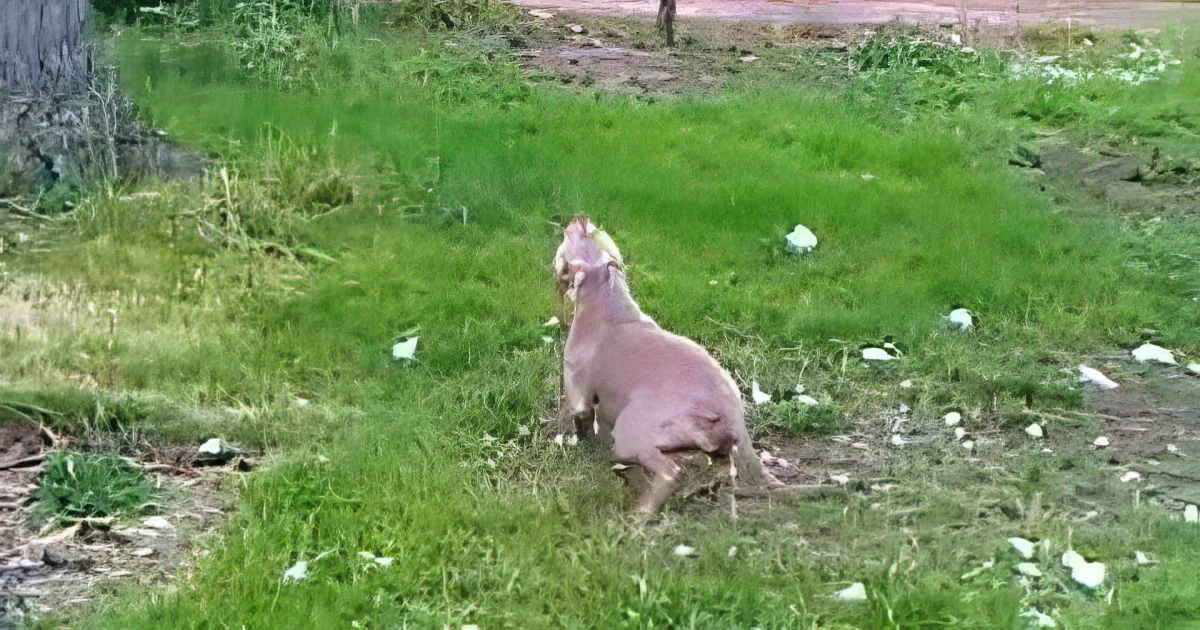 A cat sits on grass, facing away, with a tree trunk and scattered white flowers in the background.