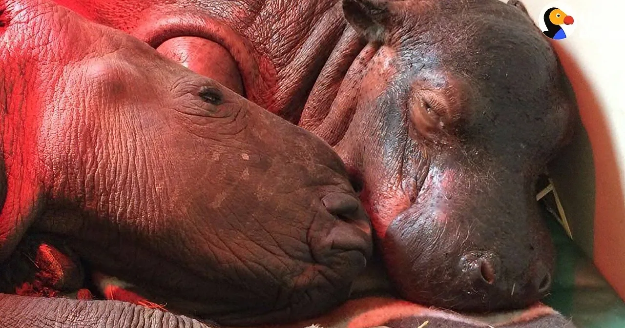 Two baby hippos, one with a red tint, are cuddled together, appearing to sleep peacefully.