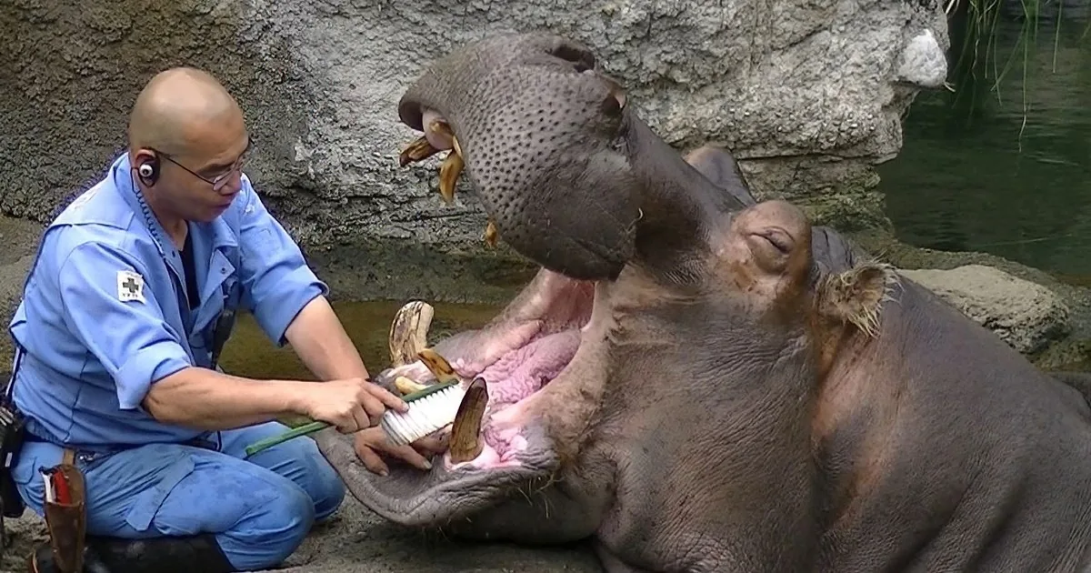 A zookeeper in blue scrubs cleans a hippo's teeth with a brush and toothpaste.