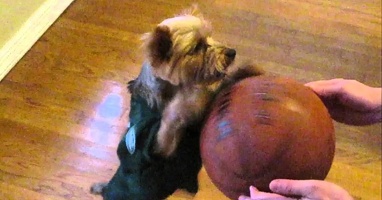 The Amazingly Skilled Basketball Playing Animals Have March Madness in Sight. so Talented!