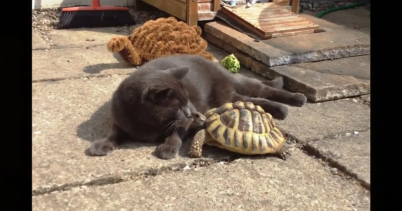 A cat lies on a patio, seemingly interacting with a tortoise.