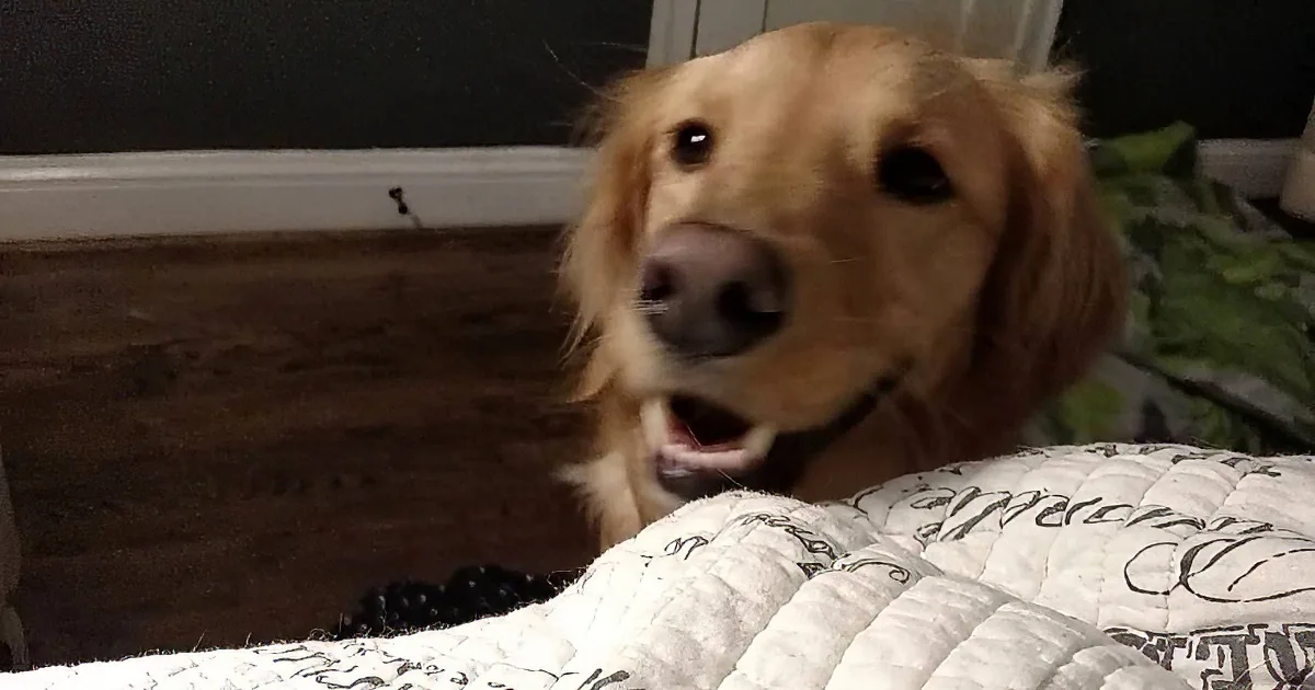 An Endearing Golden Retriever Gets Into a Pickle When Arguing About His Bed Time. Darling!