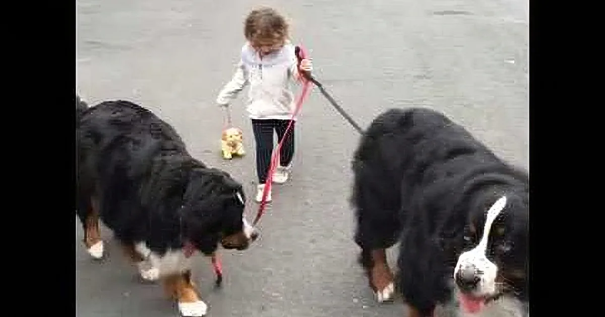 Bernese Mountain Dogs Walk Alongside the Girl and Her Small Dog... so Darling!