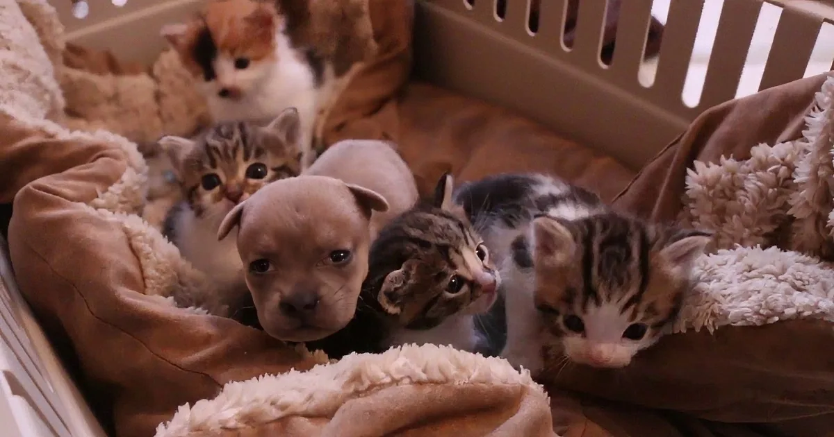 Cute kittens and puppies snuggle together in a cozy blanket.