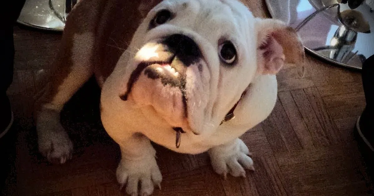 A Precious Bulldog Is at Odds With His Dad Whenever He Hears Word ''No.'' Aww How Endearing!