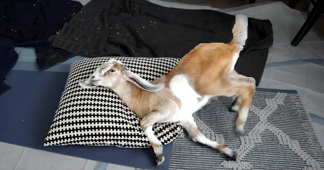 Pillow Meets the Clumsiest Little Baby Goat in the History of Clumsy Baby Goats. Too Cute!