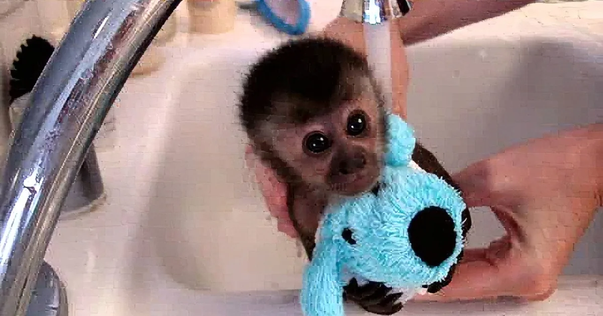 A baby monkey wearing a blue and white polka dot outfit is being washed in a sink.