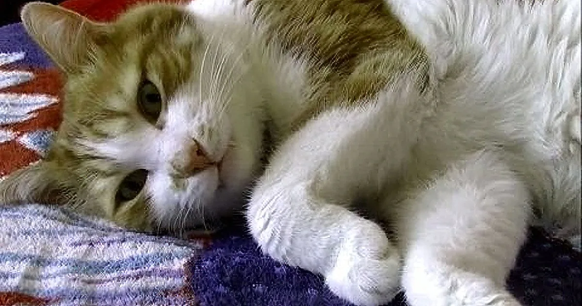 One Tired Cat Has Cute Conversation With Mom, Could Not Believe How Precious This Cat Was!