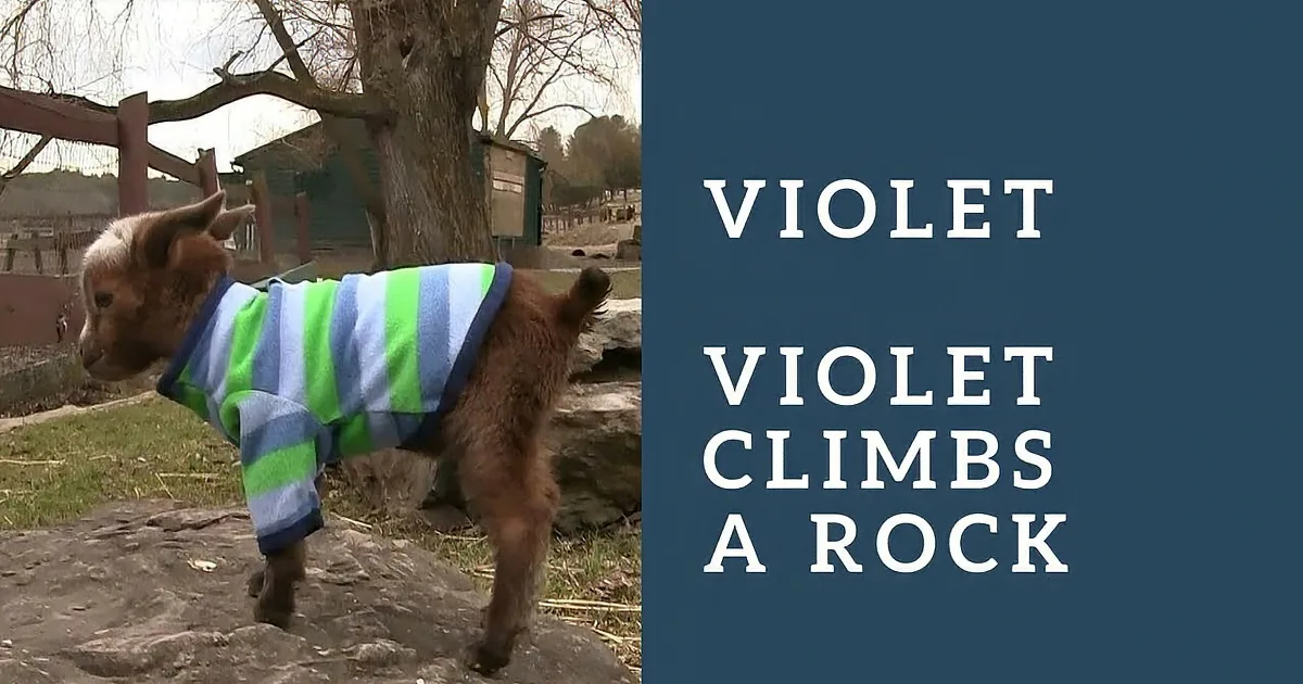 One-Day-Old Baby Goat Is Already Putting Other Goats to Shame. Mountain Climbing so Young!