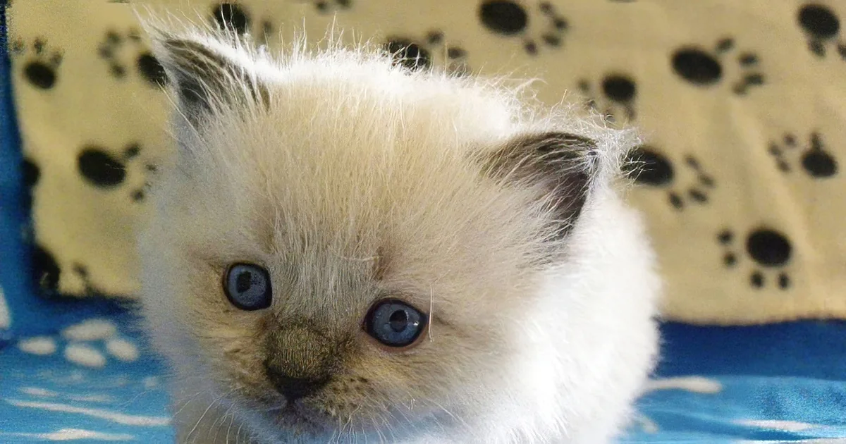50 Days of Kittens Compressed Into Five Minutes Left Me Feeling Calm Not Rushed. Adorable.
