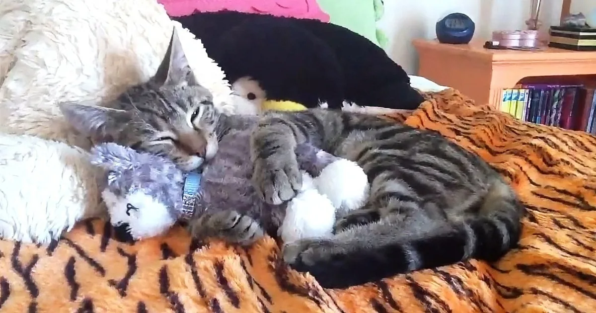 Kitties Cuddling With Their Teddys... so Darling!