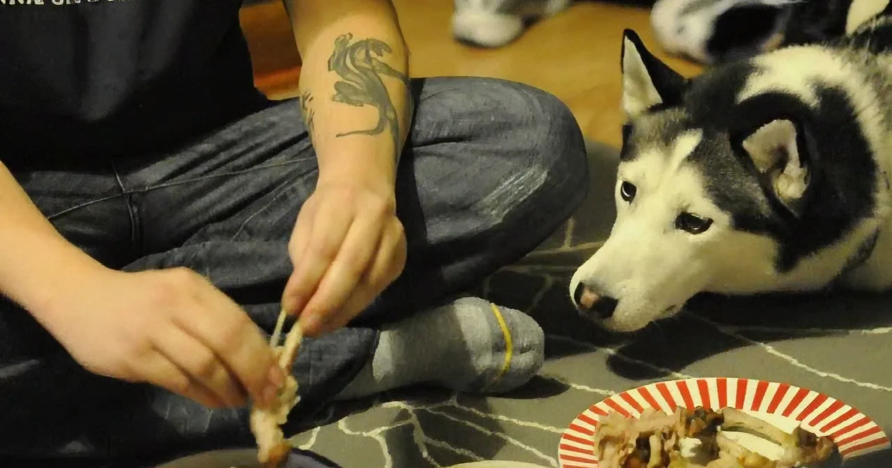 A person with a tattoo feeds a husky dog a piece of food from a plate.