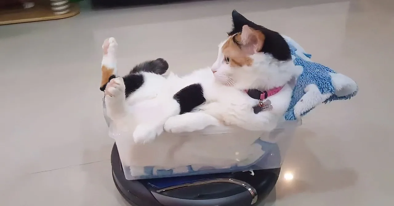 A calico cat is lounging on a robotic vacuum cleaner with a blue towel draped over it.