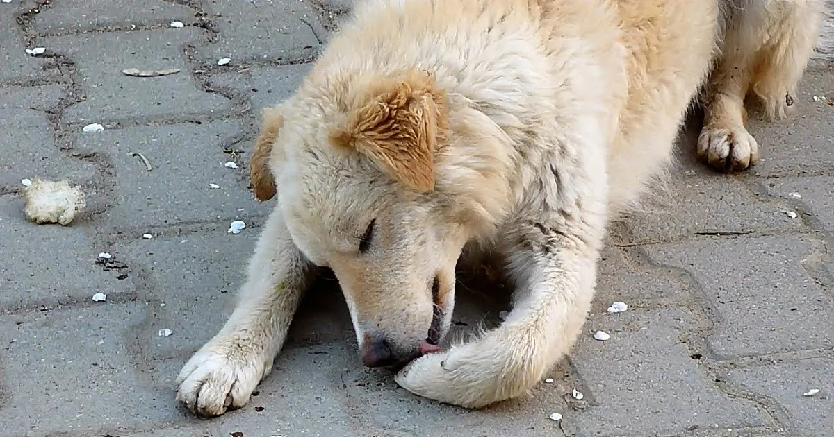 A Homeless Stray Dog Finds the Loving Home, He so Desperately Needed- Amazingly Uplifting.