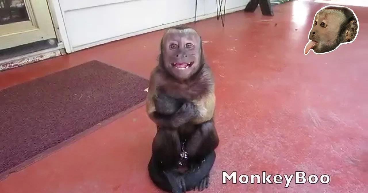Darling Capuchin Monkey Throws the Most Adorable Tantrum That Left Me in Stitches