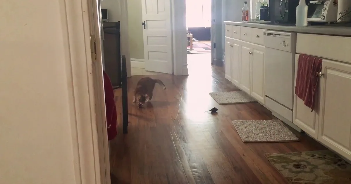 Rescued Cat May Be Blind, but the Overwhelming Sense of Cuteness Left Me in Awe! Too Good!