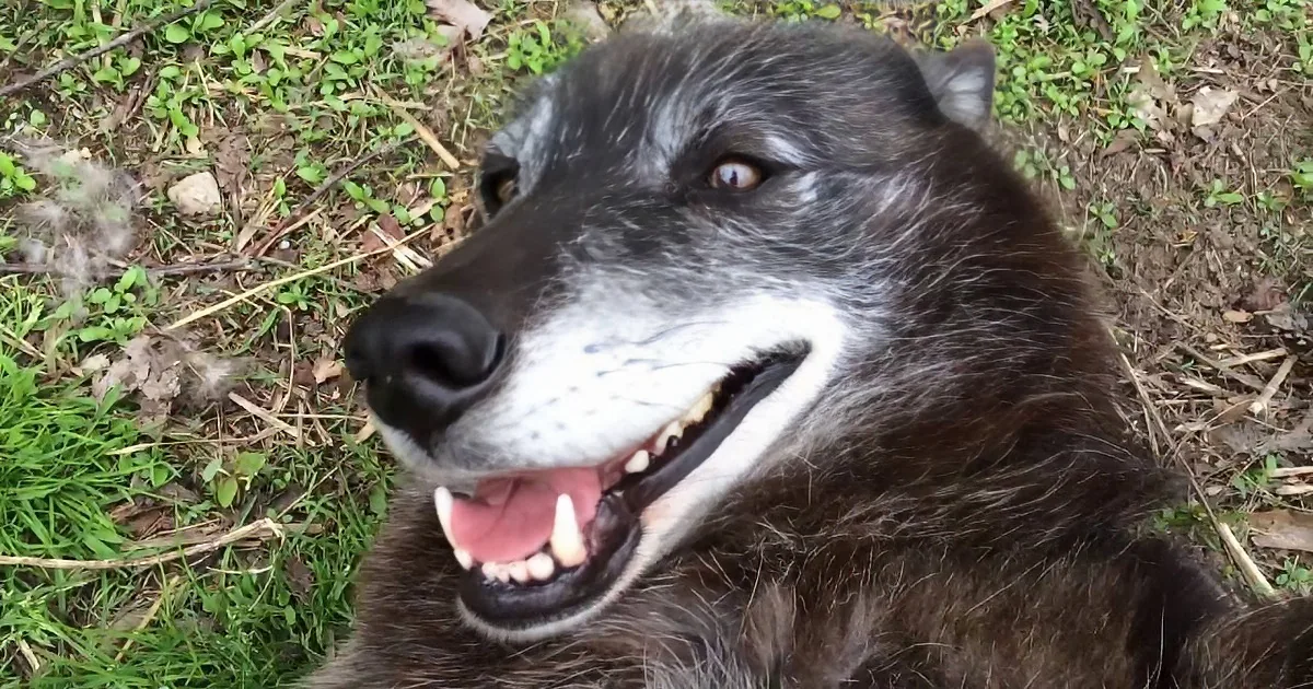 Darling Rescue Wolf Dog Gets the Best Overjoy Belly Rub of His Life. so Amazingly Precious
