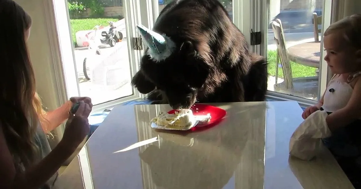 Massive Pooch Celebrates His 7th Birthday... Awesome!