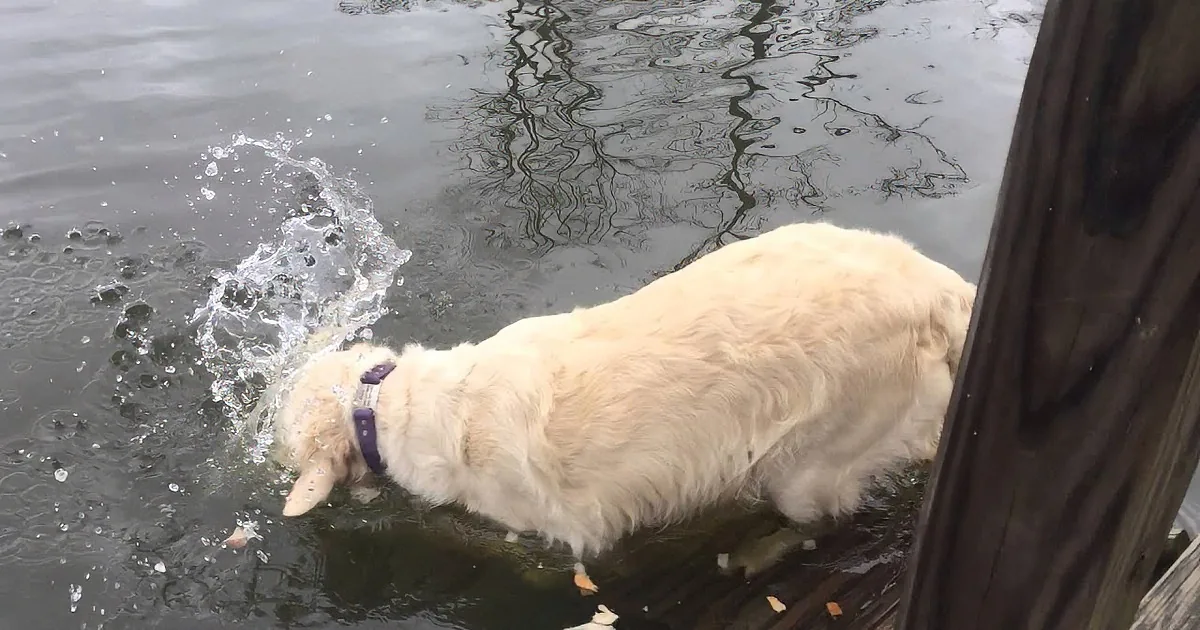 It Takes Patience to Be a Successful Fisherman, One Dog Learns This Lesson Firsthand! Aww!
