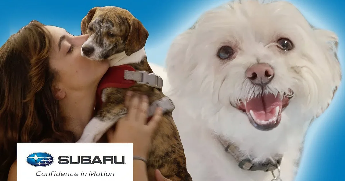 A woman kisses a brindle dog while a white fluffy dog looks on, both against a blue sky backdrop.