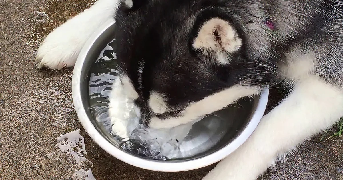 A black and white dog drinks water from a bowl on a concrete surface.