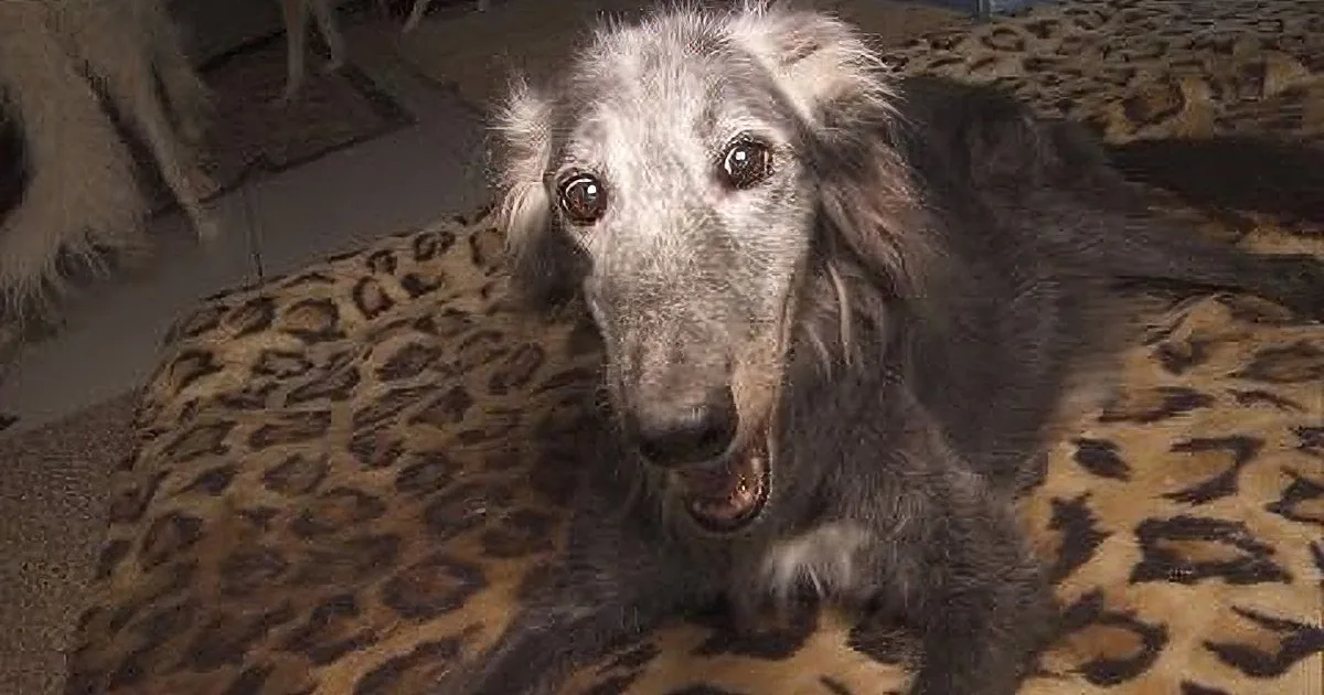 It''s Hard Being an Older Rescue Dog. 25-Year-Old May Be the Oldest Rescue Dog Around. Wow!
