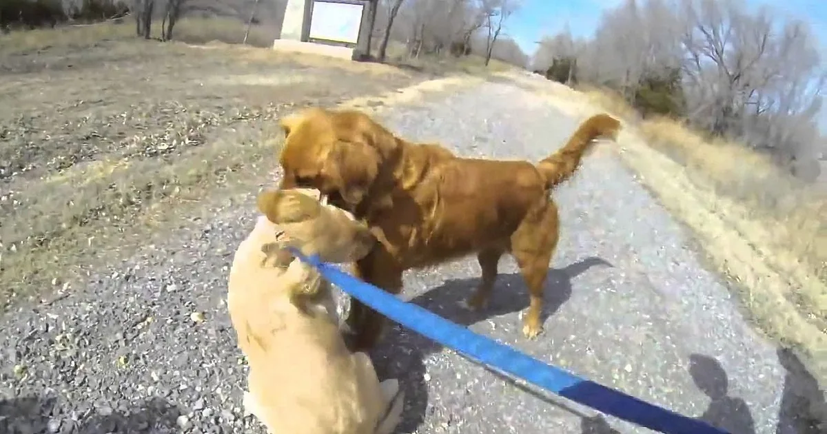 Two dogs, one golden, one brown, are playfully interacting on a gravel path under a clear sky.