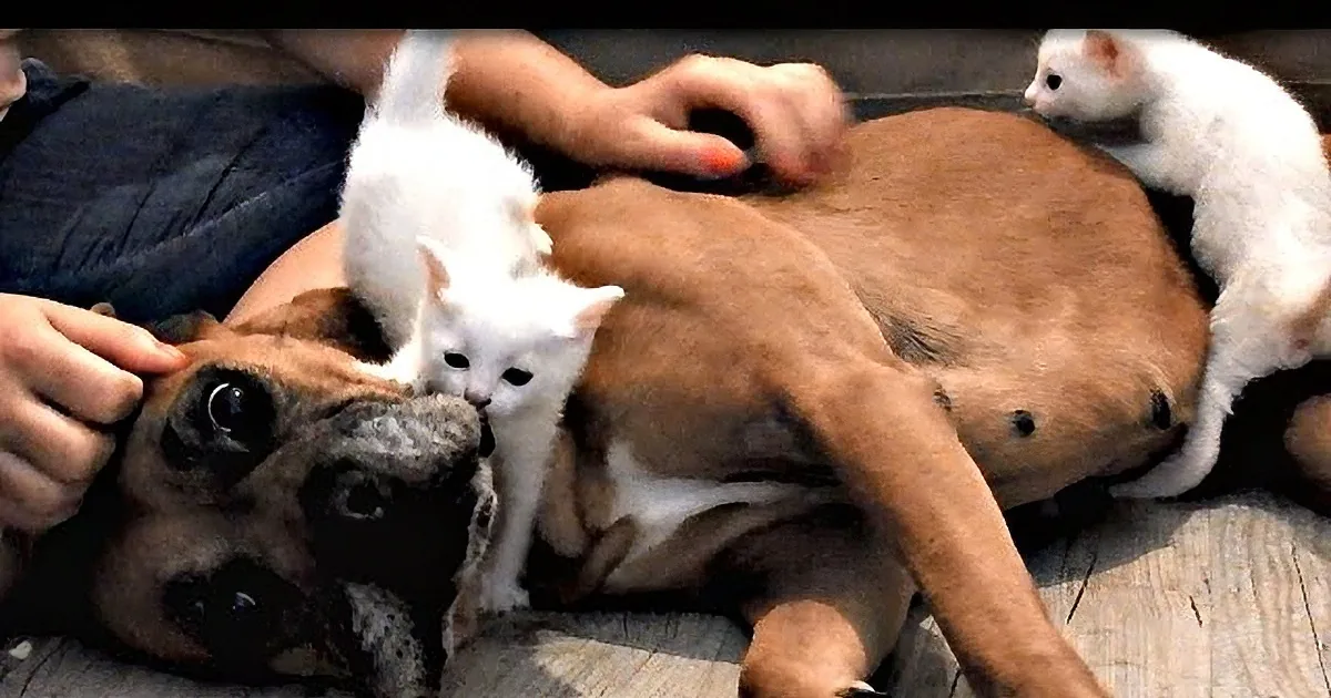 A Rescued Boxer Saves Mama Cat and Kittens... so Darling!