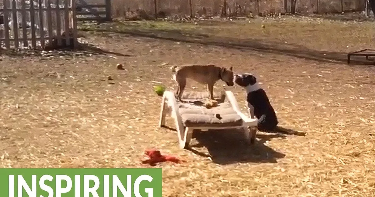 Two dogs, one light brown and one black and white, are interacting in a grassy area with a "INSPIRING" text overlay.
