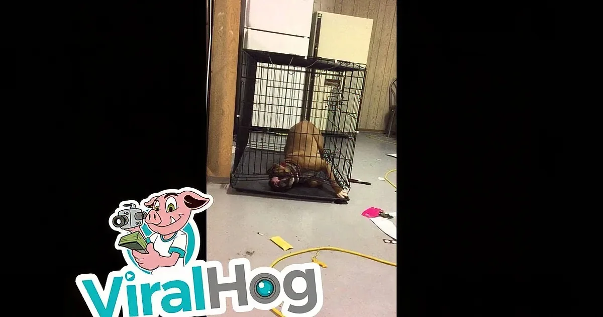 Inventive Young Dog Finds a Crafty Way to Escape His Confining Cage. How Bafflingly Smart!