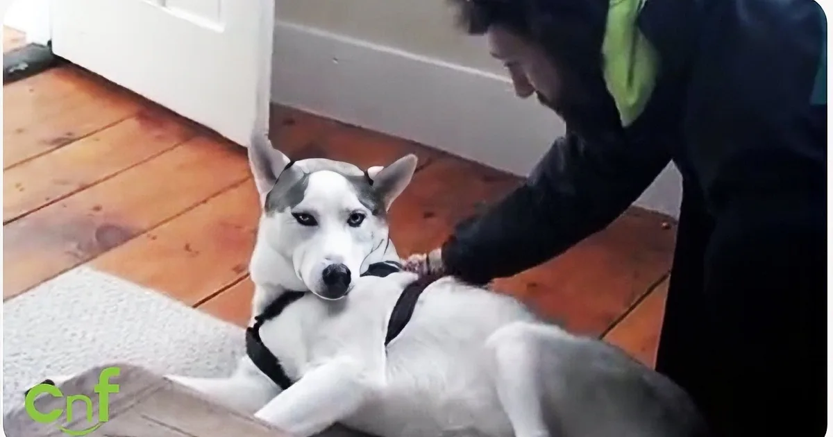 Adorable Husky Has the Most Adorable Reaction to Dad Telling Him to Go to His Kennel. Aww!