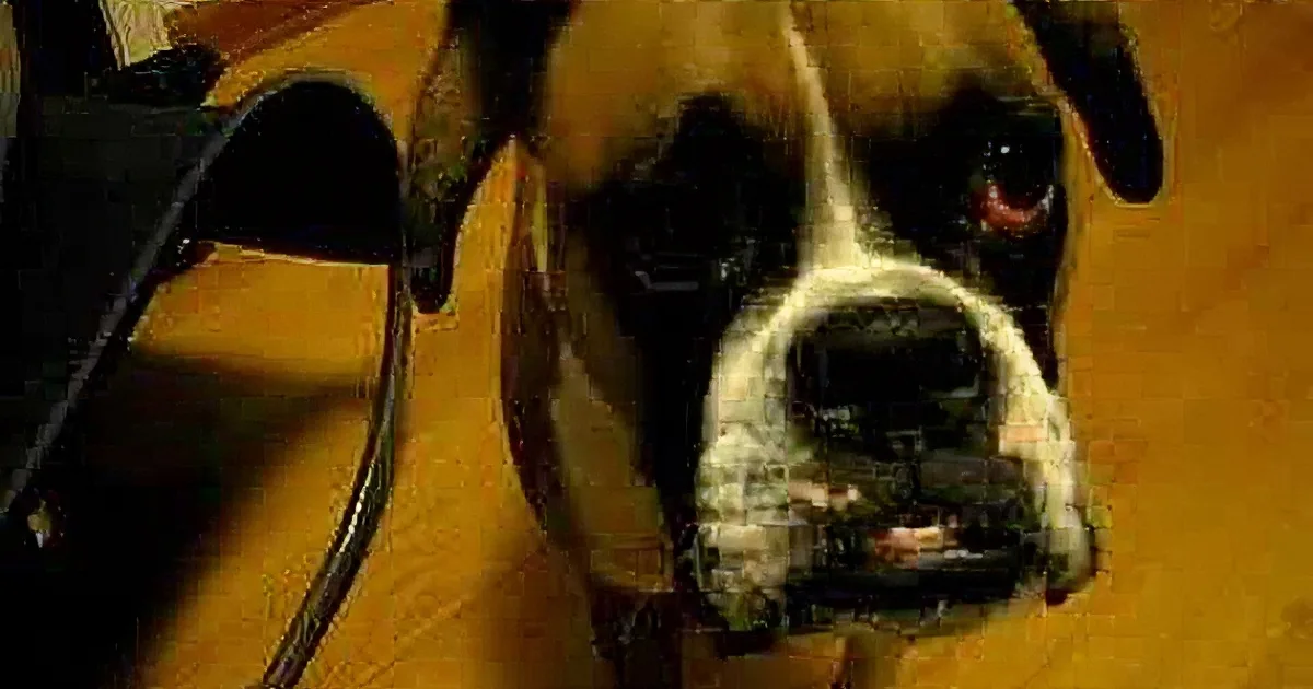 A close-up of a Boxer dog with a white face and brown patches, looking directly at the camera.