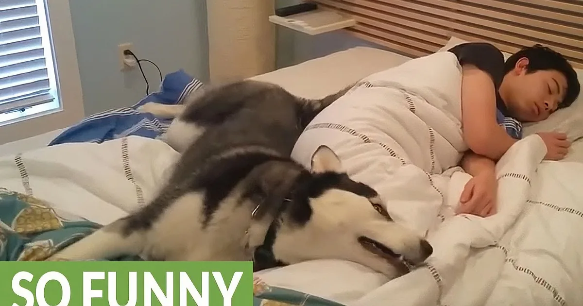 Preciously Huggable Husky Tries Waking Parent, but Ends up Finding a Much Better Solution.