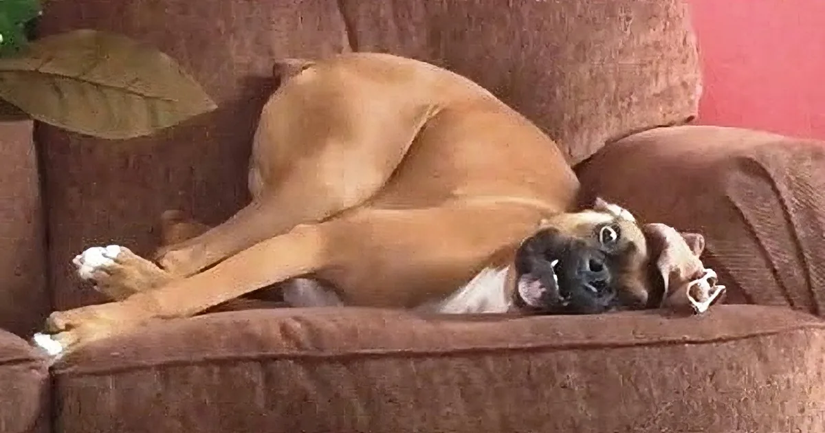 Best Hounds Throwing Many Cute Temper Tantrums... Too Precious!