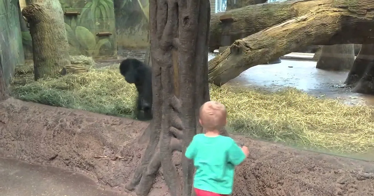 A gorilla stands near a tree in a zoo enclosure, with children observing from behind a glass barrier.