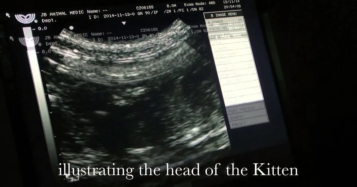 Ultrasound image shows a kitten's head, with medical details and date visible on the screen.
