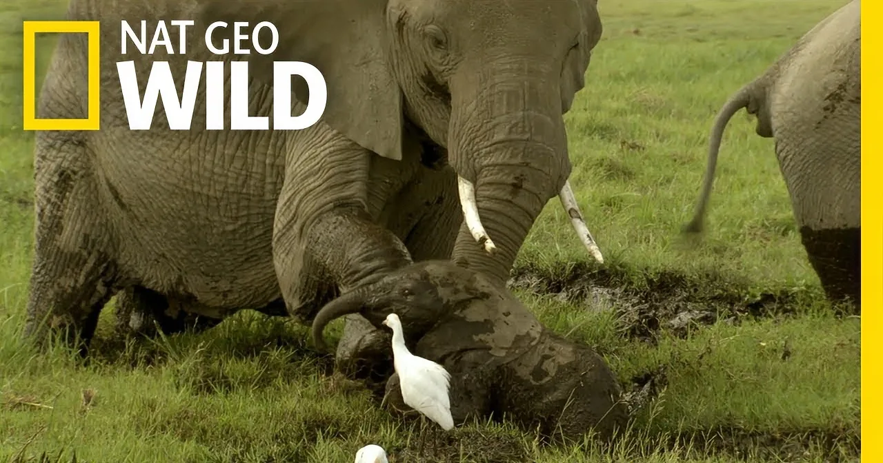 Baby Elephant Gets Into Deep Trouble. When Mommy Can''t Help, Grandma Does Amazing Thing.