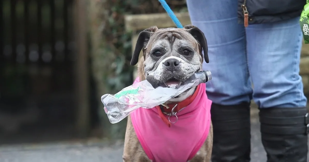 A dog in a pink sweater holds a plastic bottle in its mouth, standing near a person in jeans and boots.