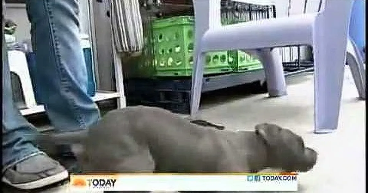 Pit Bull Puppy Found in Garbage With Strange Condition. Wait Until You See Her Now!