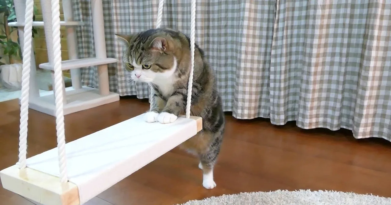 Maru the Cat Tries to Jump Onto New Swing. His Determination Is Something to Behold.