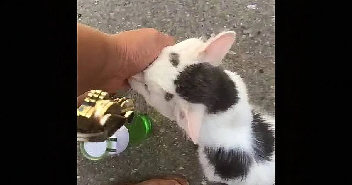 Feral Cat Comes up to Woman for Chin Scratches and Rubs. I Loved His Unusual Face Markings.