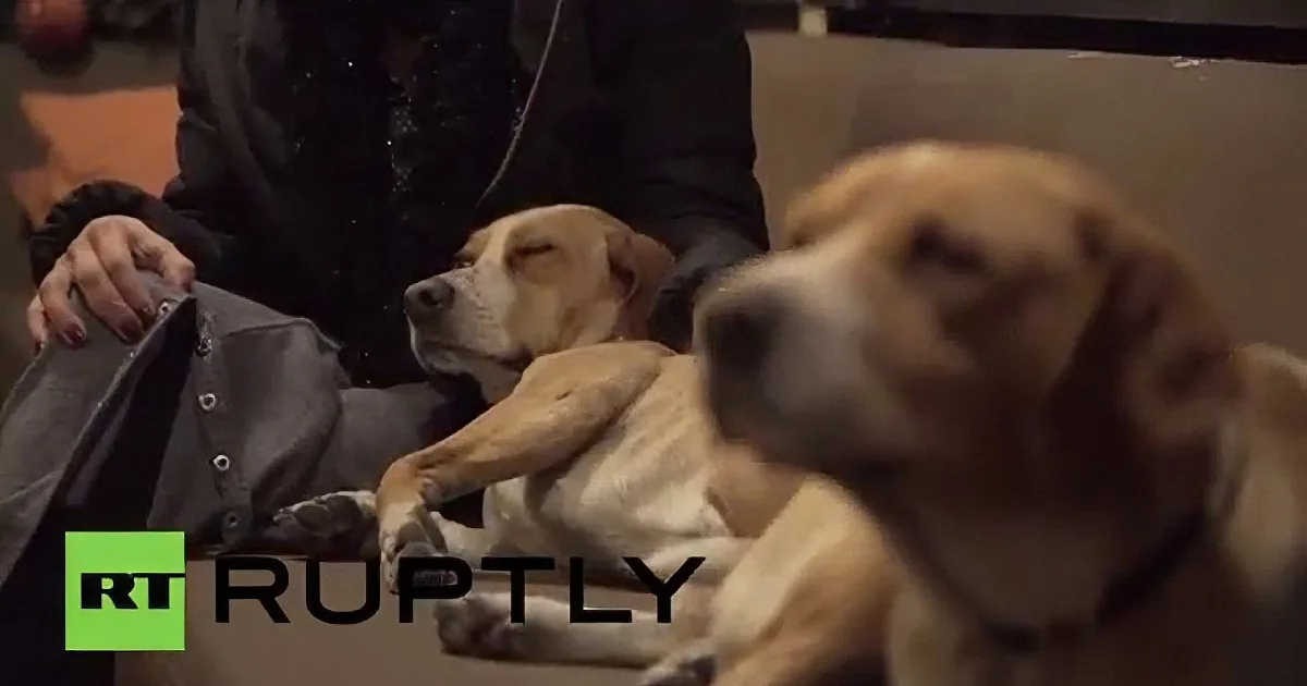 Two dogs, one resting on a person's lap, both appearing relaxed and calm.