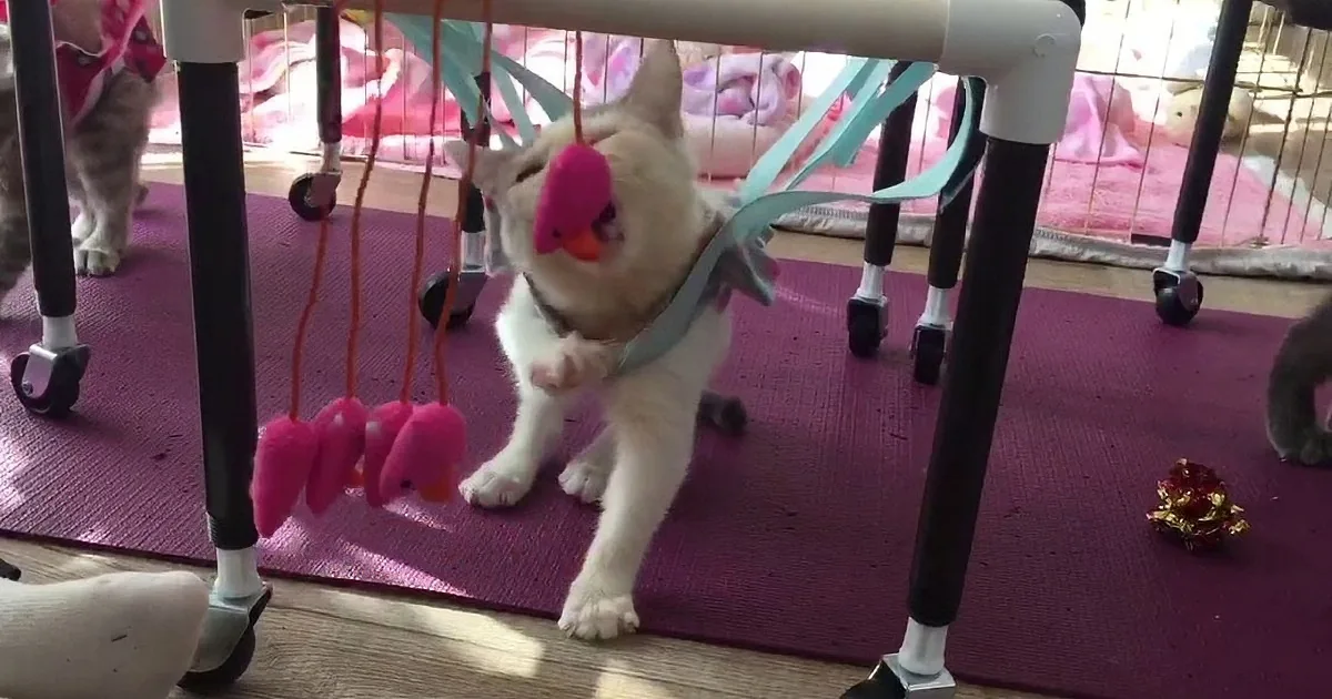 A white cat with a pink toy on its head is playing on a purple mat near a playpen.