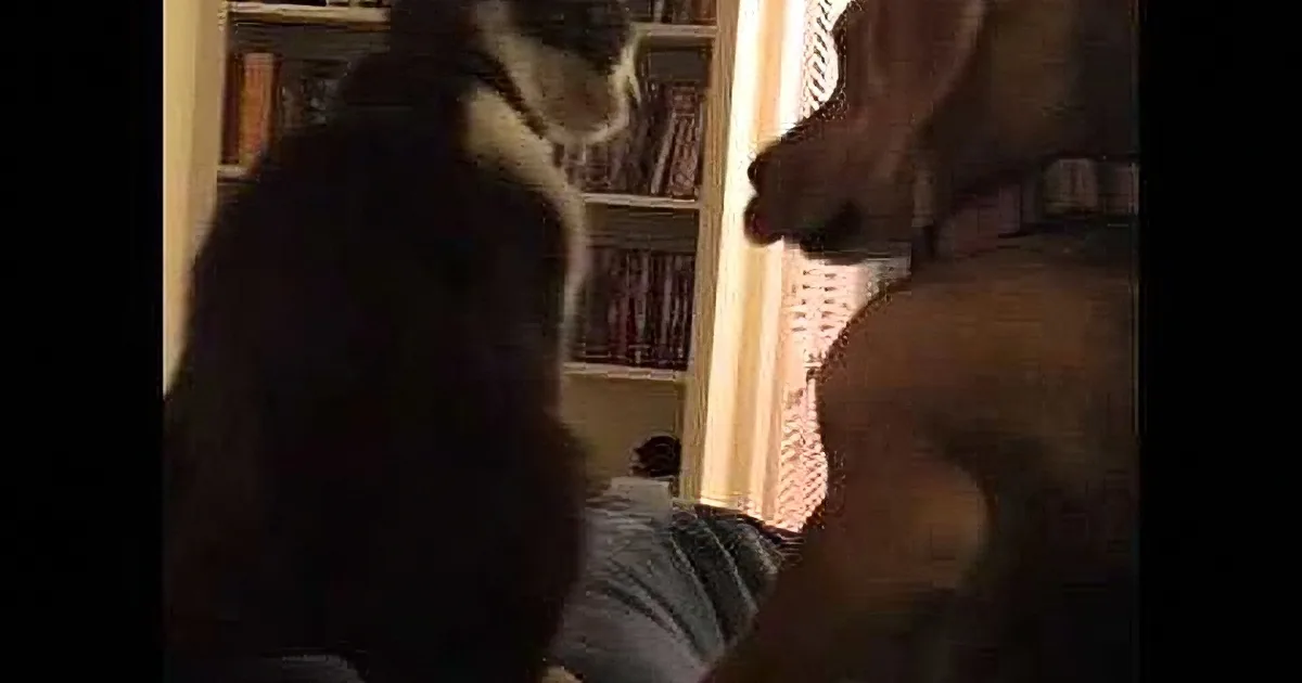 A cat sits on a person's lap, looking up at a dog in a room with bookshelves.